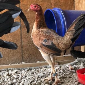 LARRY ROMERO KELSO PULLET