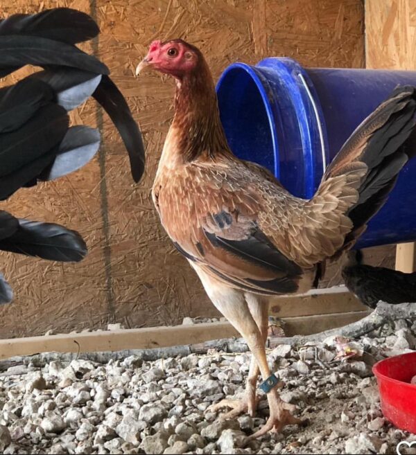 LARRY ROMERO KELSO PULLET