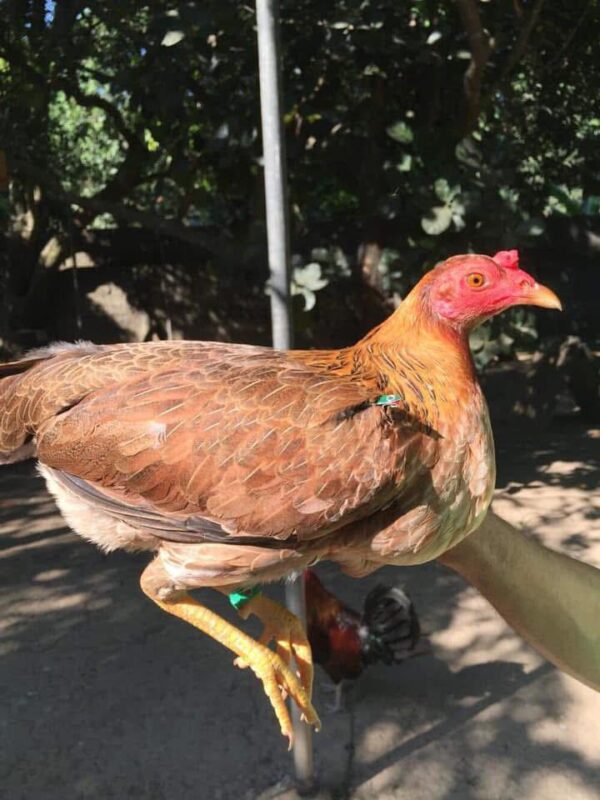 Larry Romero YLH Pullet - Image 2