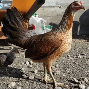 Larry Romero YLH Pullet