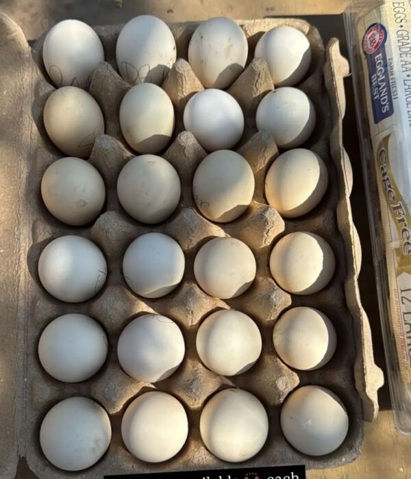 Larry Romero Hatching Eggs