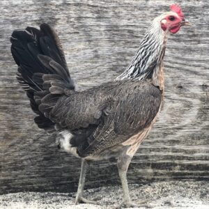LARRY ROMERO REGULAR GREY HEN