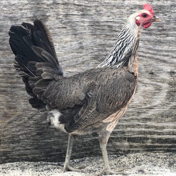 LARRY ROMERO REGULAR GREY HEN