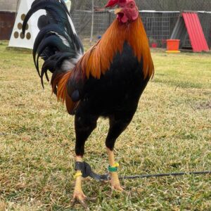 LARRY ROMERO YELLOW LEGGED HATCH STAG